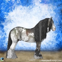 Horse Color:White Spotted Grullo Rabicano 