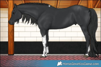 Horse Color:Black Tobiano 