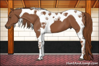 Horse Color:Chestnut Tobiano