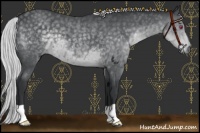 Horse Color:Silver Black Chinchilla 
