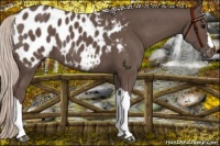 Horse Color:Silver Black Appaloosa 