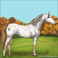 Horse Color:Chestnut Sabino Appaloosa 