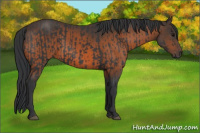 Horse Color:Black  and Brown 