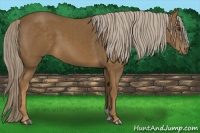 Horse Color:Chocolate Palomino 