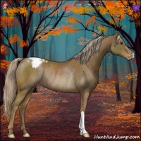 Horse Color:Chocolate Palomino Appaloosa Rabicano 