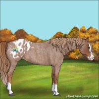 Horse Color:Red Roan Splash Appaloosa 