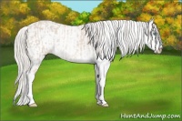 Horse Color:Cremello Sabino  and Cremello Sabino Splash 