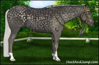 Horse Color:Silver Smoky Black Chinchilla 