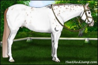 Horse Color:White Spotted Chestnut Appaloosa 