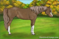 Horse Color:Chocolate Palomino 
