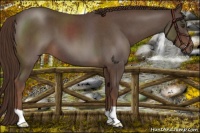 Horse Color:Liver Red Roan 