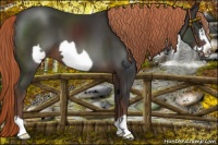Horse Color:Liver Chestnut Frame 