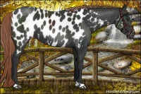 Horse Color:Liver Chestnut Appaloosa