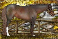 Horse Color:Liver Chestnut 