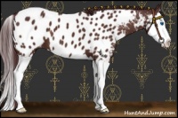 Horse Color:Chocolate Brown Sabino Splash Near Leopard 