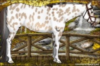 Horse Color:Bay Dun Leopard 
