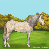Horse Color:Amber Cream Champagne Sabino Tobiano Appaloosa  and Amber Cream Champagne Sabino Tobiano Appaloosa 