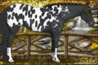 Horse Color:Black Appaloosa 