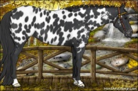 Horse Color:Black Near Leopard 