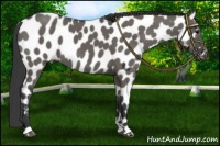Horse Color:Grullo Near Leopard 