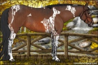 Horse Color:Bay Sabino and Bay Tobiano