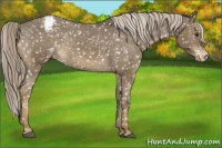 Horse Color:Chocolate Palomino Mushroom Snowflake Varnish
