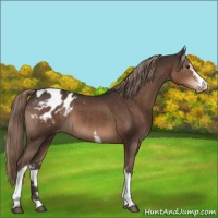 Horse Color:White Spotted Liver Chestnut Appaloosa 