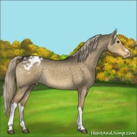 Horse Color:Chocolate Palomino Dun Varnish 