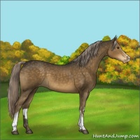 Horse Color:White Spotted Chocolate Palomino Appaloosa 
