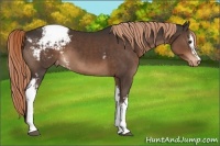 Horse Color:White Spotted Liver Chestnut Appaloosa