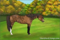 Horse Color:Buckskin Ice 