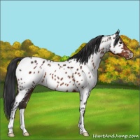Horse Color:Brown Appaloosa 