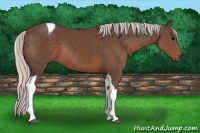 Horse Color:Silver Black Tobiano 