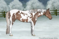 Horse Color:White Spotted Silver Black Tobiano 