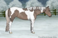 Horse Color:Silver Black Tobiano