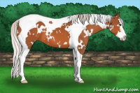 Horse Color:White Spotted Silver Bay Splash Tobiano