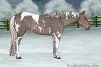 Horse Color:White Spotted Silver Black Tobiano 