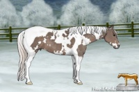 Horse Color:White Spotted Silver Black Tobiano 
