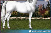 Horse Color:Liver Red Dun Mushroom Appaloosa 