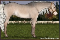 Horse Color:Liver Red Dun Mushroom Appaloosa 