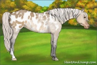 Horse Color:Silver Buckskin Dun Appaloosa 