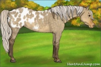 Horse Color:Silver Smoky Grullo Appaloosa 