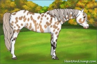 Horse Color:Silver Buckskin Dun Appaloosa 