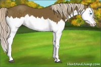 Horse Color:Silver Black Splash 