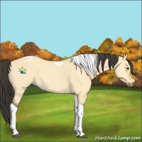 Horse Color:Buckskin Roan Dun Tobiano