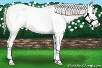 Horse Color:Chocolate Palomino Sabino Splash Appaloosa Rabicano 