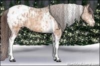 Horse Color:Amber Champagne Sabino Tobiano Appaloosa and Amber Champagne Sabino Tobiano Appaloosa