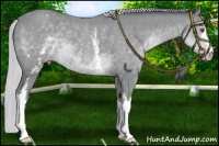 Horse Color:White Spotted Silver Classic Champagne Chinchilla