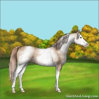 Horse Color:White Spotted Red Dun Splash Rabicano 