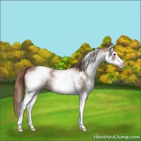 Horse Color:White Spotted Red Roan Rabicano 